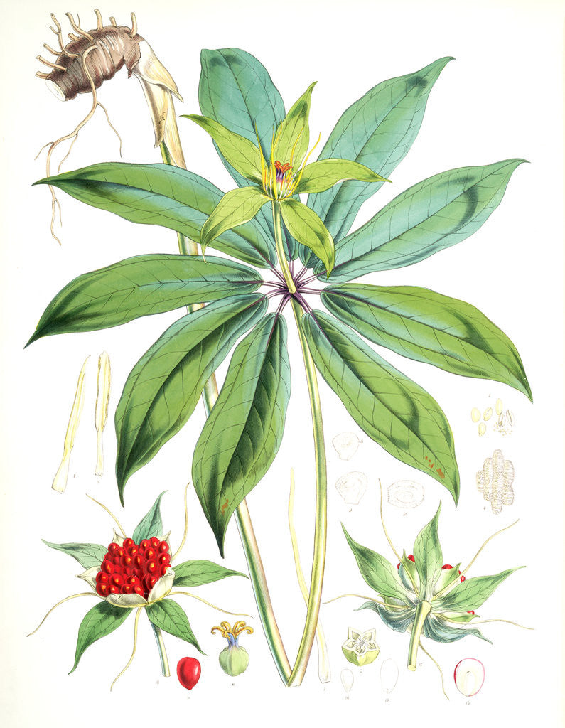 Detail of Paris Polyphylla, Smit by Walter Hood Fitch