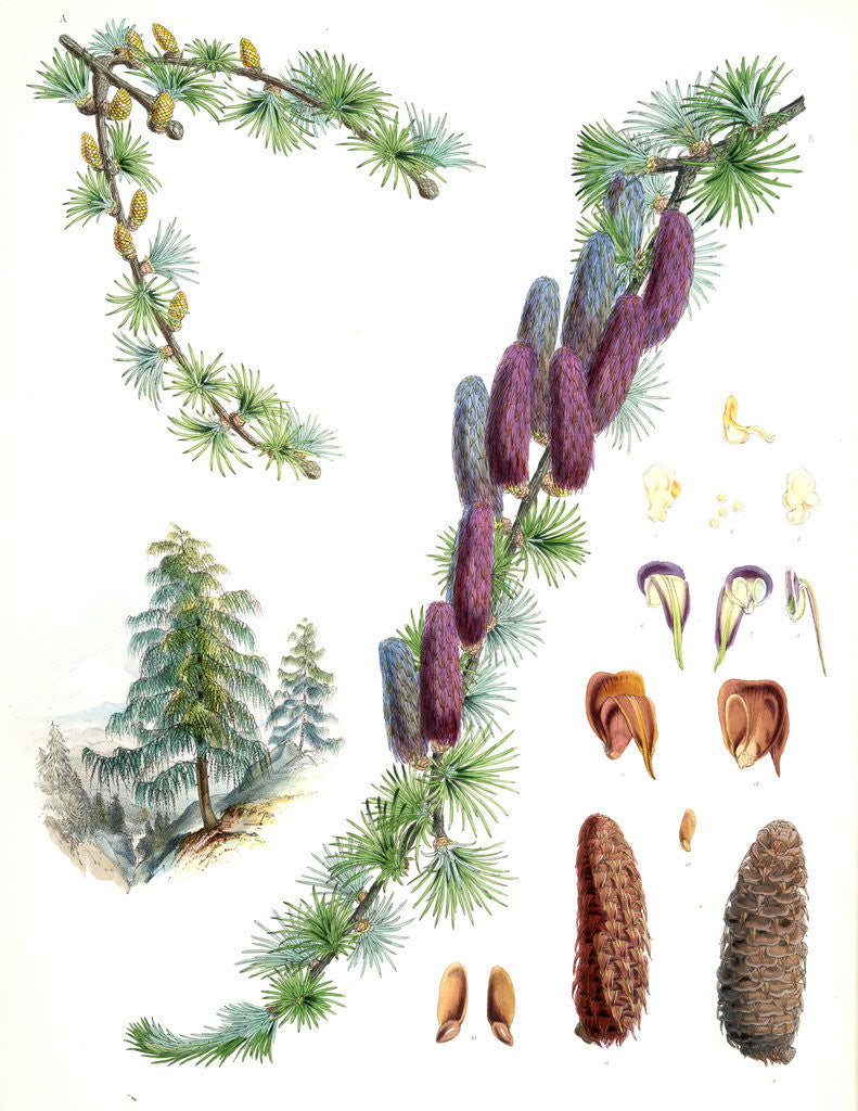 Detail of Larix Griffithii, H.f. & T by Walter Hood Fitch