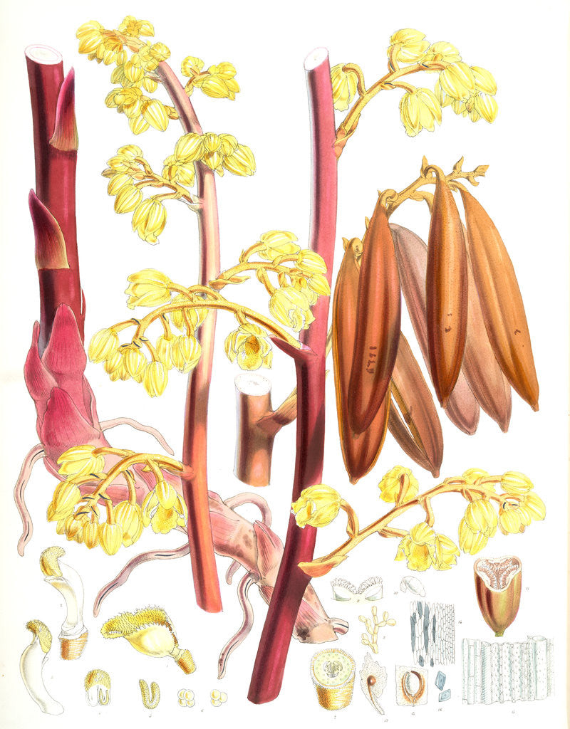 Detail of Cyrtosia Lindleyana, H.f. & T by Walter Hood Fitch