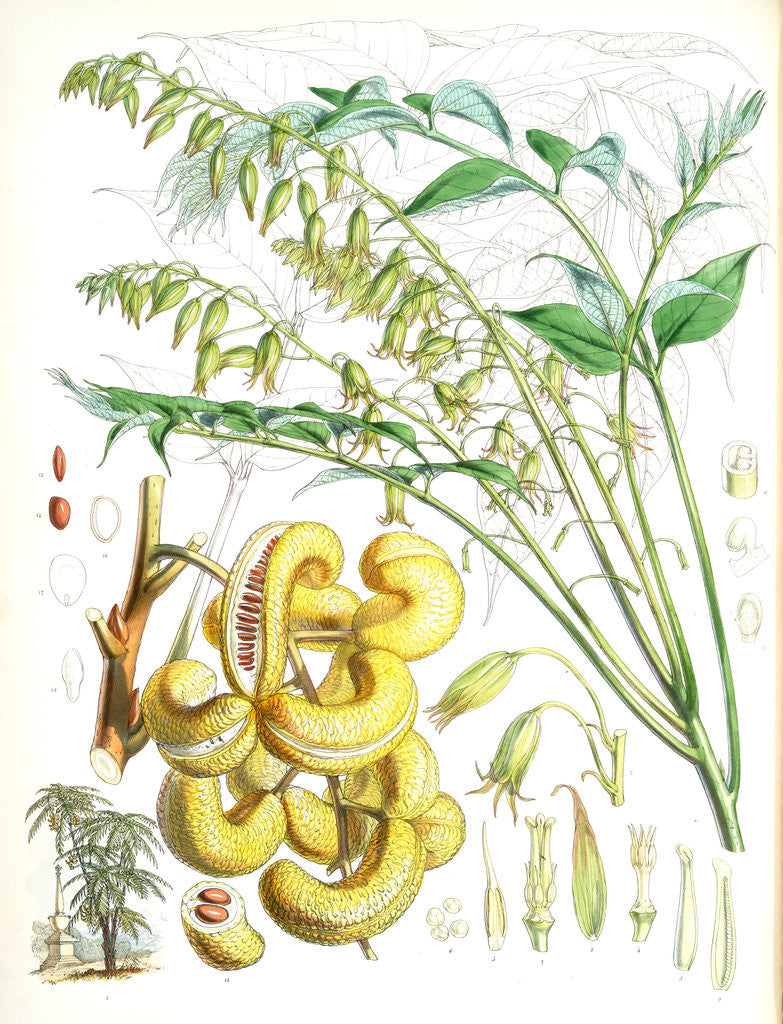 Detail of Decaisnea Insignis, H.f. et T by Walter Hood Fitch
