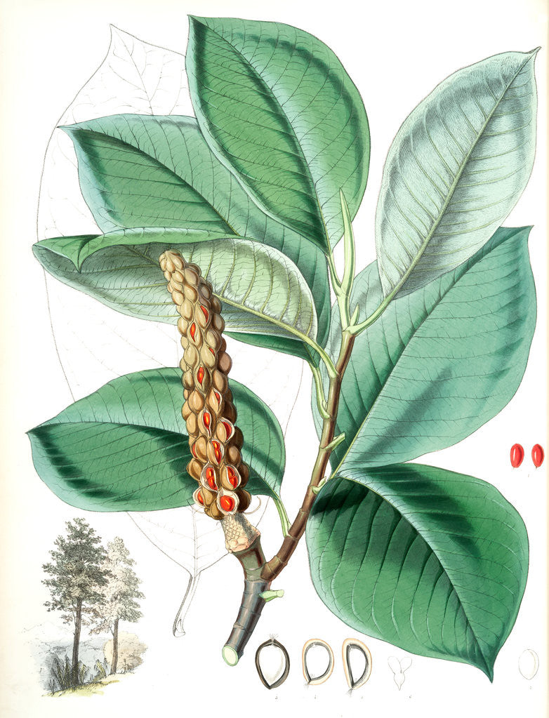 Detail of Magnolia Campbellii, H.f. et T. (Fruiting plant in foliage) by Walter Hood Fitch