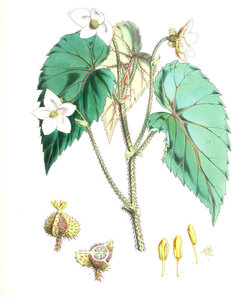 Detail of Begonia Cathcartii, H. f. et T by Walter Hood Fitch