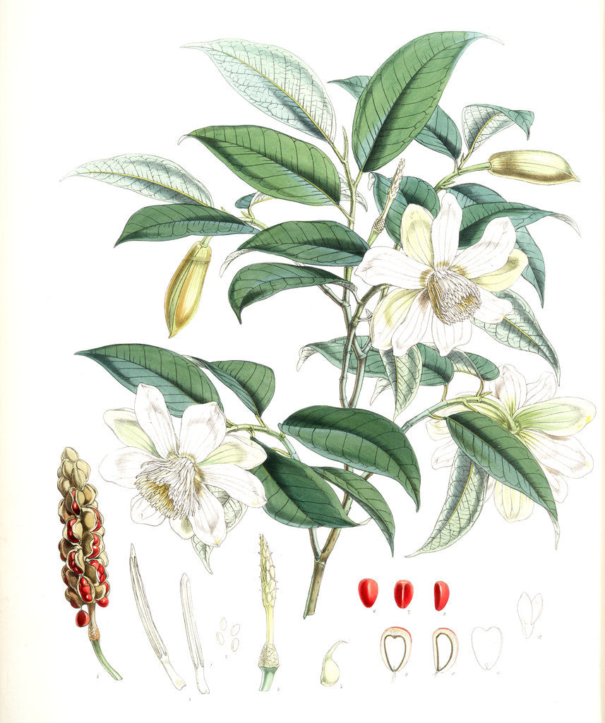 Detail of Michelia Cathcartii, H.f. et T by Walter Hood Fitch
