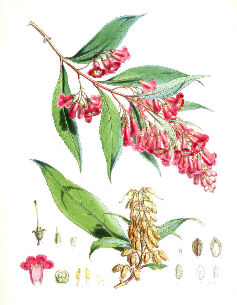 Detail of Buddleia Colvilei, H.f. & T by Walter Hood Fitch