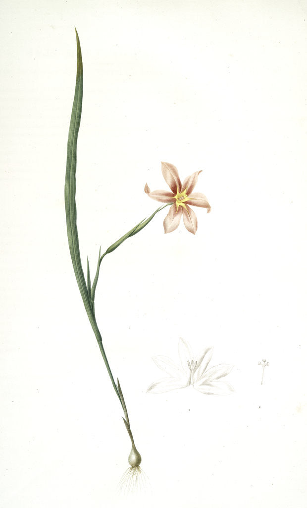 Detail of Sisyrinchium elegans, Homeria collina; Sisrynche élégant; Homeria, One-leaved cape tulip by Pierre Joseph Redouté