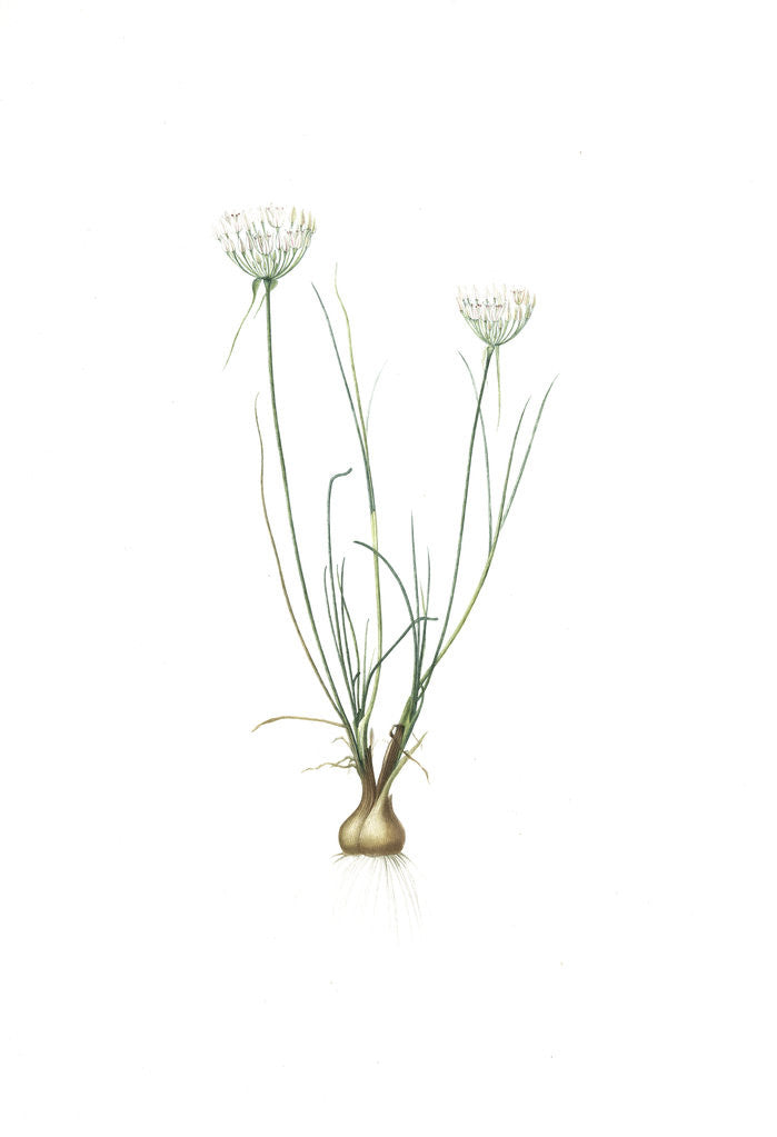 Detail of Allium moschatum, Ail musquè by Pierre Joseph Redouté