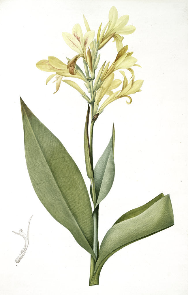 Detail of Canna glauca, Balisier glauque, Maraca Amarilla; Louisianna Canna by Pierre Joseph Redouté