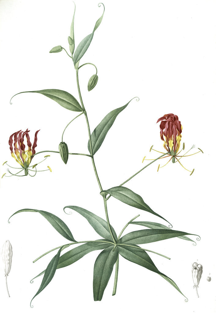 Detail of Methonica superba, Gloriosa superba; Méthonique superbe; Gloriosa Lily, Flamelily; Glory flower, Climbing lily by Pierre Joseph Redouté