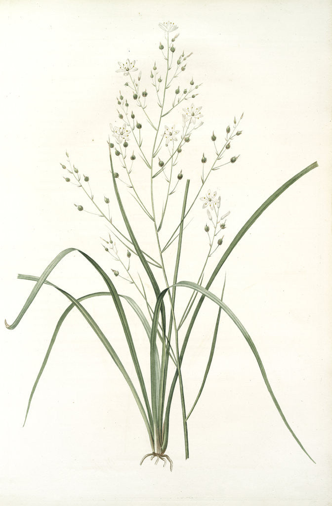 Detail of Phalangium ramosum, Anthericum ramosum; Phalangère rameuse, Spider wort by Pierre Joseph Redouté