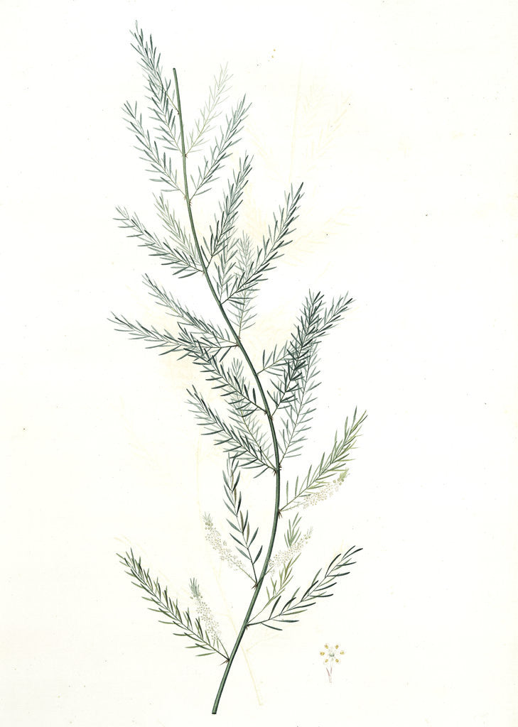 Detail of Asparagus sarmentosus, Asperge sarmenteuse by Pierre Joseph Redouté