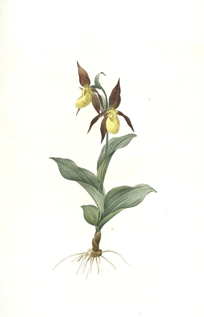 Detail of Cypripedium Calceolus, Sabot des Alpes; Eurasian Yellow Lady-Slipper, Ladies' slipper orchid by Pierre Joseph Redouté