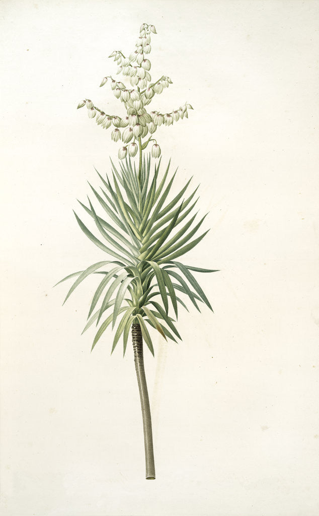 Detail of Yucca aloifolia, Yucca feuilles entieres; Palm Lily or Spanish Dagger by Pierre Joseph Redouté