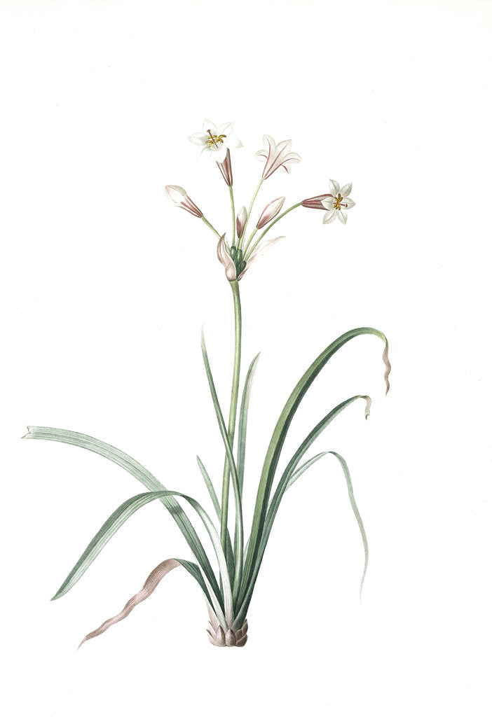 Detail of Crytanthus vittatus, Cyrtanthe rayè, Striped Fire Lily by Pierre Joseph Redouté