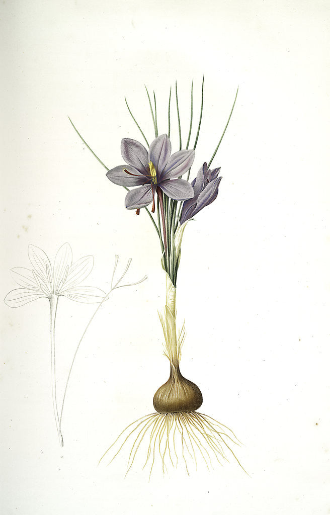 Detail of Crocus sativus, Safran cultivé; Saffron Crocus by Pierre Joseph Redouté
