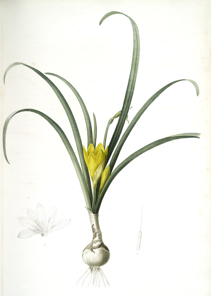 Detail of Amaryllis lutea, Sternbergia lutea; Amaryllis jaune, Yellow Amaryllis by Pierre Joseph Redouté