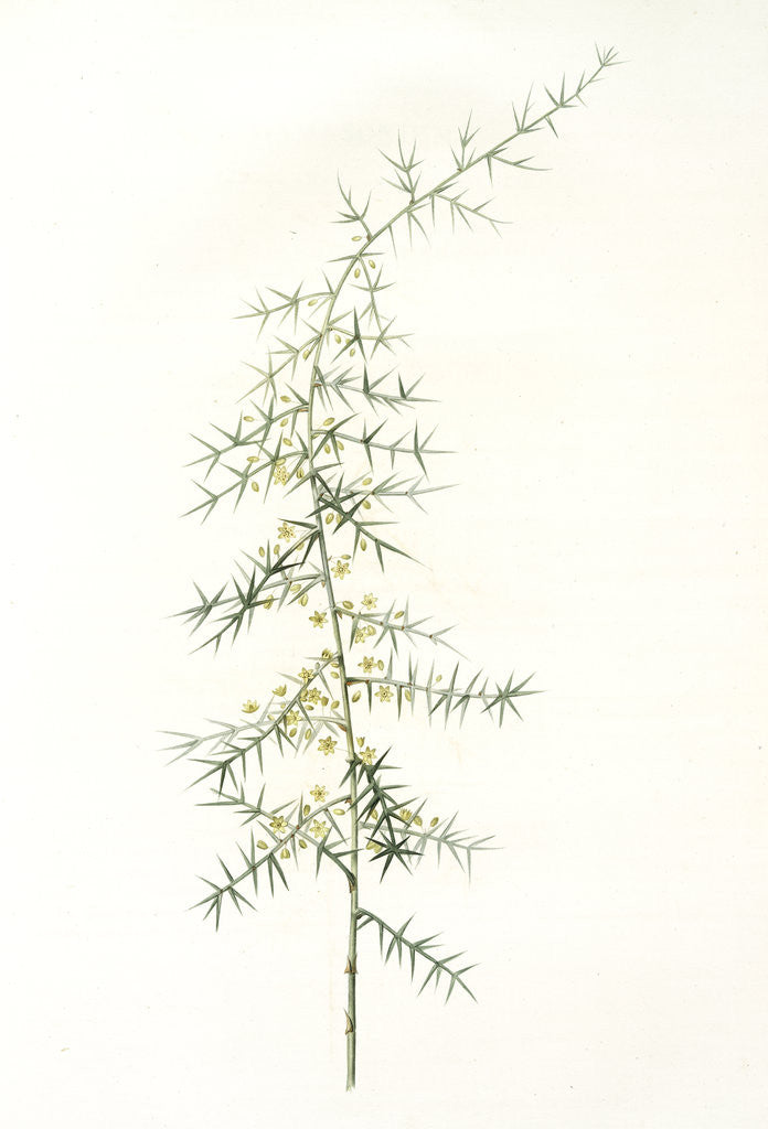 Detail of Asparagus horridus, Asperge à grosses épines, Spiny asparagus by Pierre Joseph Redouté