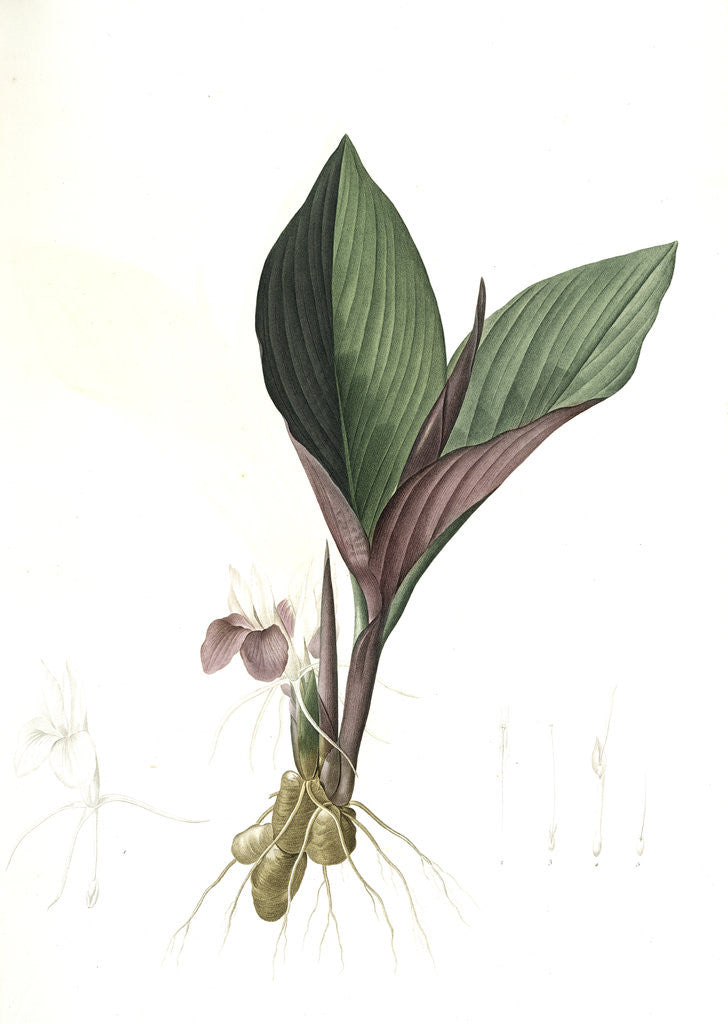 Detail of Koemferia longa, Kaempferia rotunda; Kempférie longue, Resurrection Lily; Ginger by Pierre Joseph Redouté