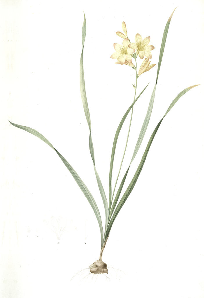 Detail of Gladiolus lineatus, Tritonia lineata; Glaïeul rayé, Lined Tritonia; Pencilled Corn-flag by Pierre Joseph Redouté
