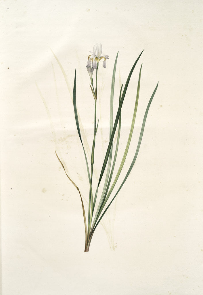 Detail of Iris sibirica, Iris de Sibérie, Siberian Lily by Pierre Joseph Redouté