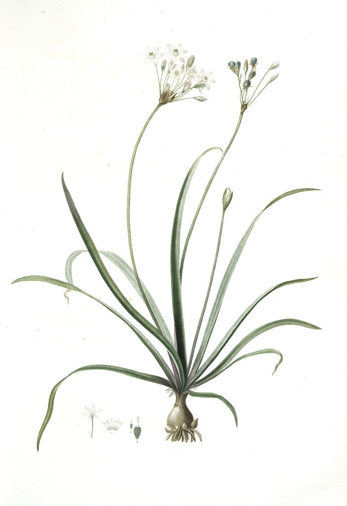 Detail of Allium fragrans, Ail parfumé, Fragrant onion by Pierre Joseph Redouté