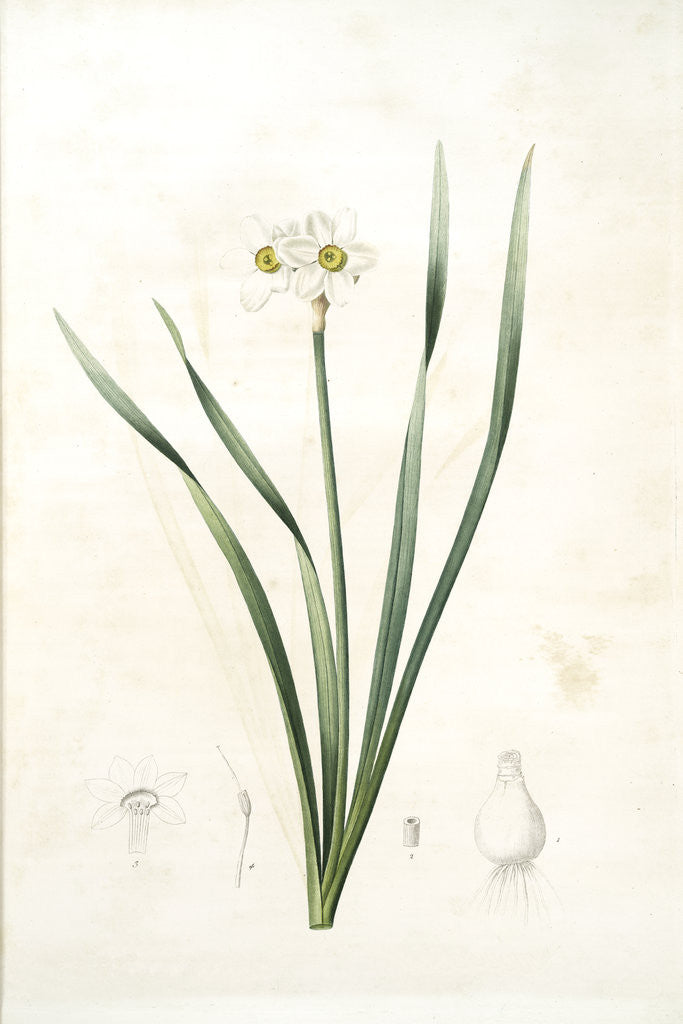 Detail of Narcissus biflorus, Narcisse à deux fleurs; Primrose Perless by Pierre Joseph Redouté