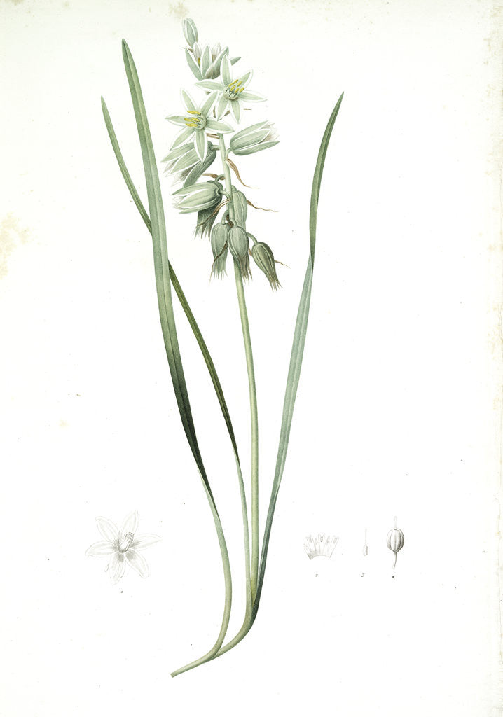 Detail of Ornithogalum nutans, Ornithogale penché; Drooping Star of Bethlehem, Nodding Star-of-Bethlehem by Pierre Joseph Redouté
