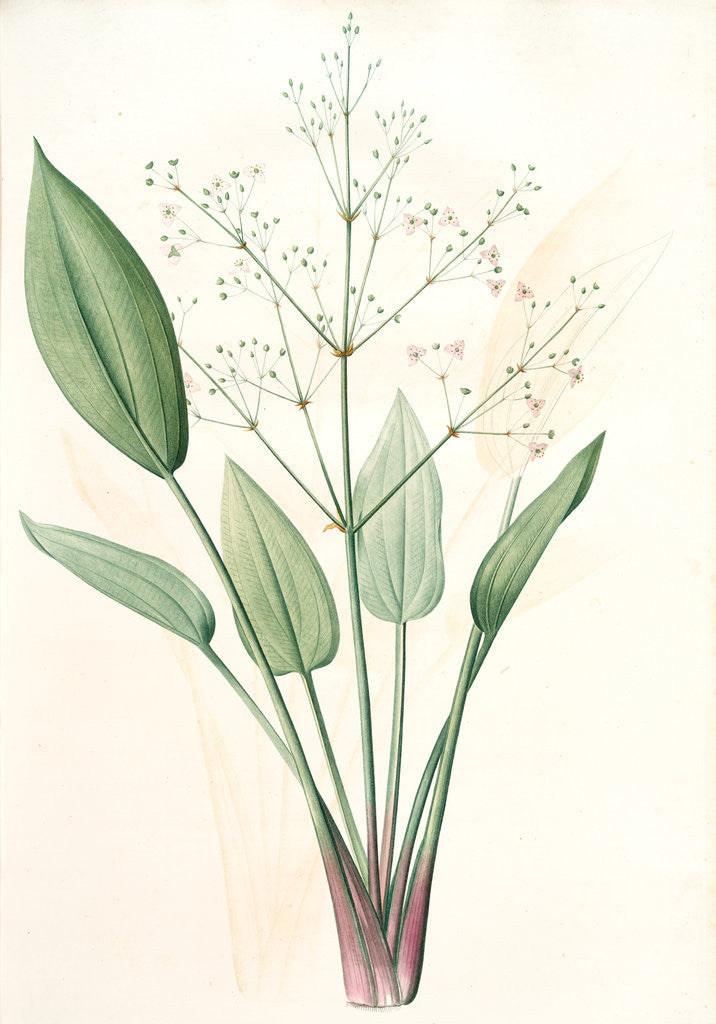 Detail of Alisma plantago, Alisma Plantago-aquatica; Fluteau plantain d'eau, Great Water Plantain by Pierre Joseph Redouté