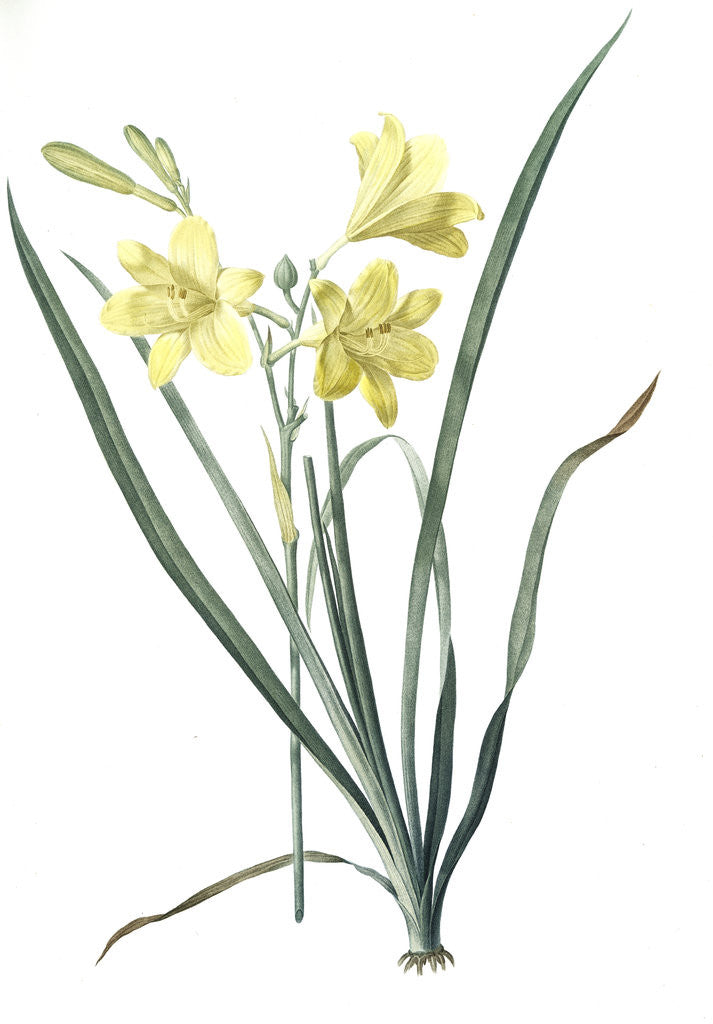 Detail of Hemerocallis flava, Hemerocalle Jaune; Yellow Day Lily by Pierre Joseph Redouté