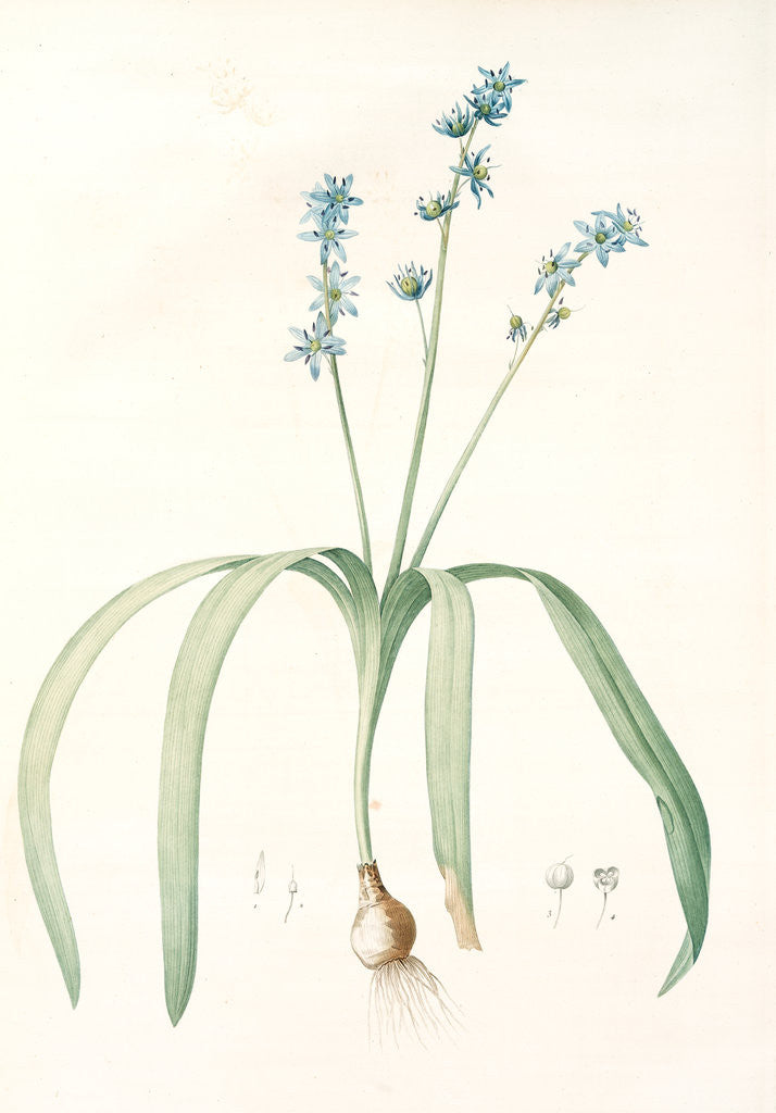 Detail of Scilla amoena, Scilla amoena; Star Hyacinth by Pierre Joseph Redouté