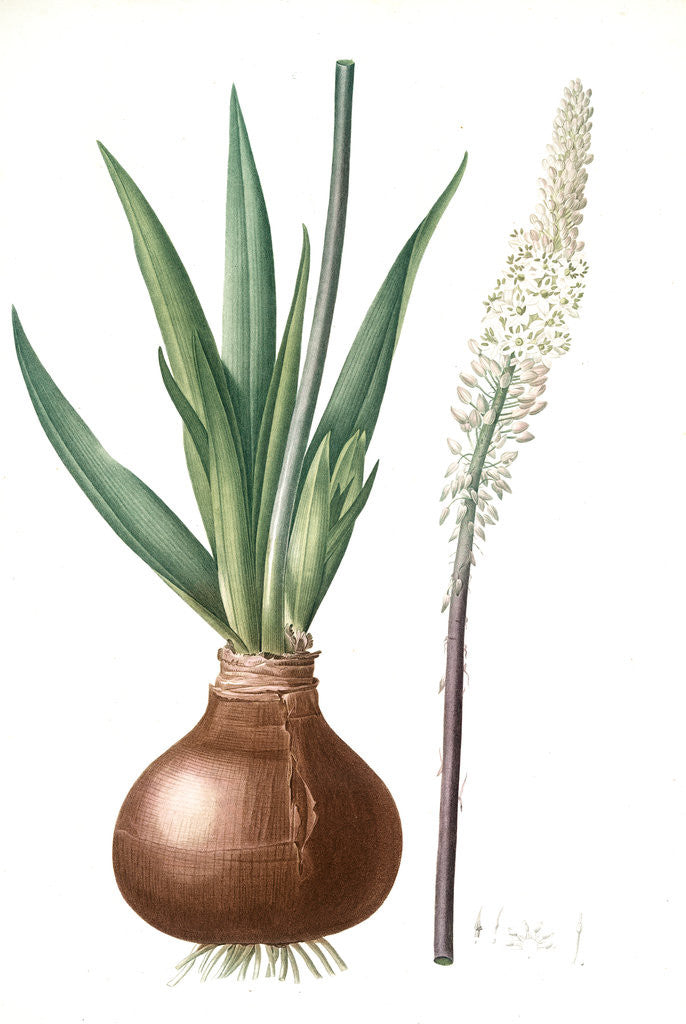 Detail of Scilla maritima, Urginea maritima; Scille maritime, Sea onion; Red squill; Sea squill by Pierre Joseph Redouté