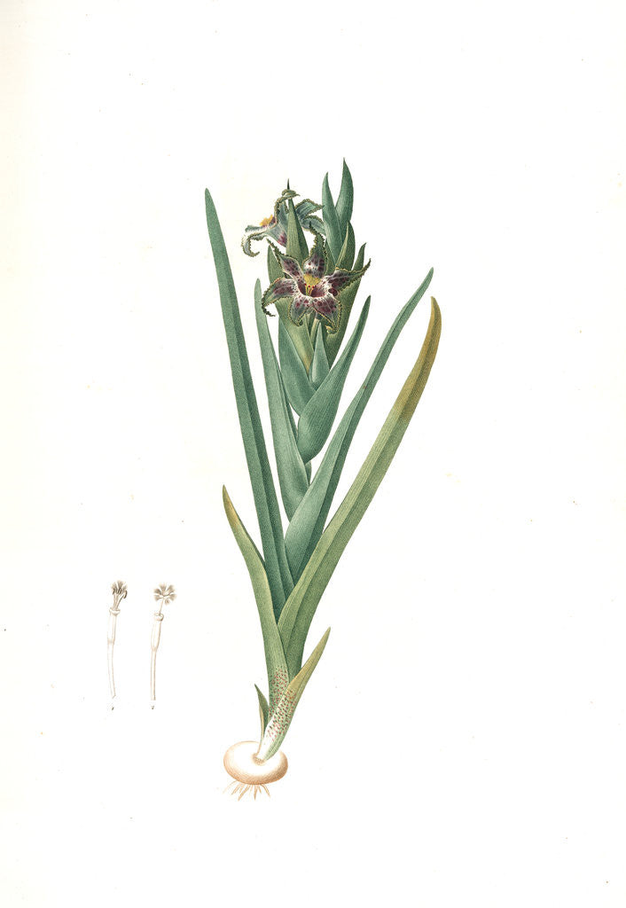 Detail of Ferraria undulata, Ferrarie ondulée; Orchid Iris by Pierre Joseph Redouté