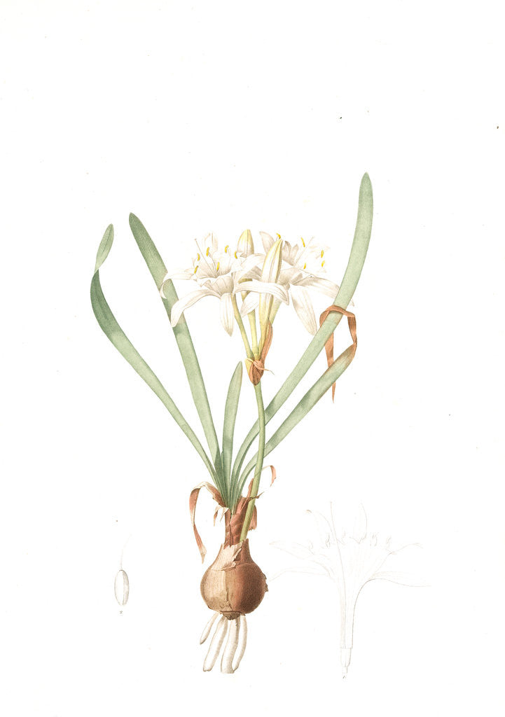 Detail of Pancratium maritimum, Pancrace maritime, Sea daffodil by Pierre Joseph Redouté
