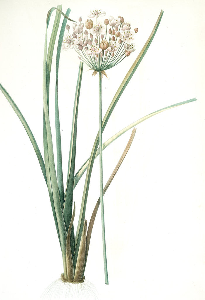 Detail of Butomus umbrellatus, Burome en ombelle; Flowering Rush by Pierre Joseph Redouté