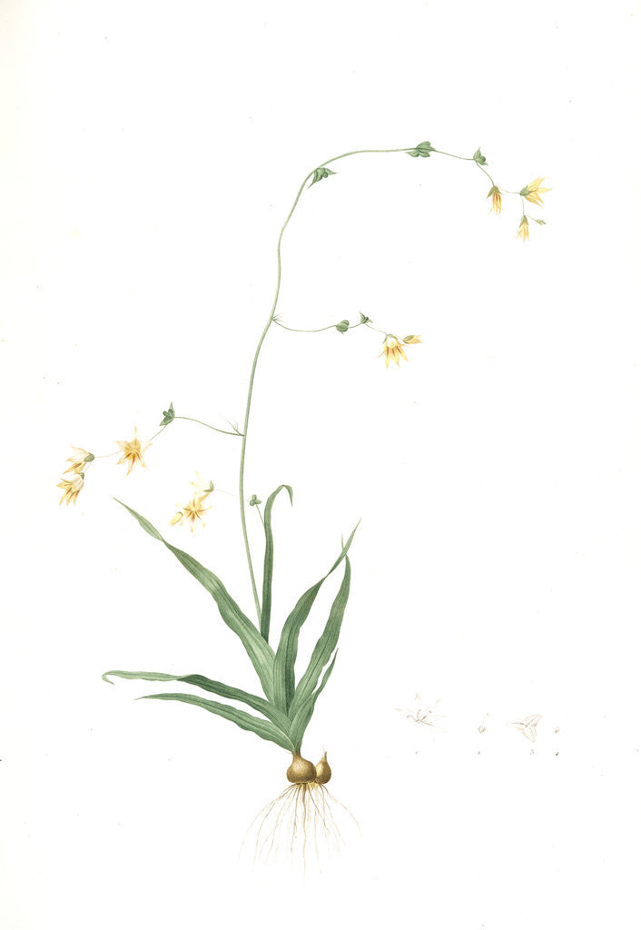 Detail of Diasia iridifolia, Melasphaerula graminea; Diasie, Grass-leaved Melasphaerula by Pierre Joseph Redouté