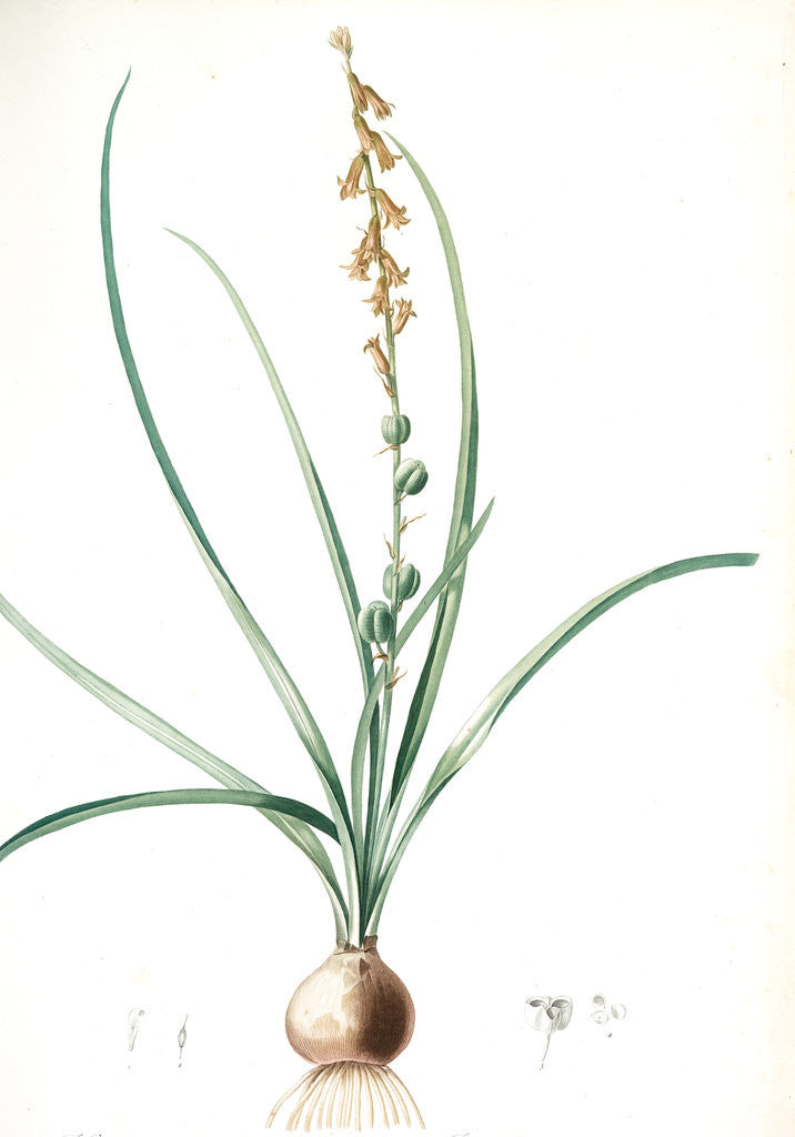Detail of Hyacinthus serotinus, Dipcadi sp; Jacinthe tardive, Musk Hyacinth by Pierre Joseph Redouté