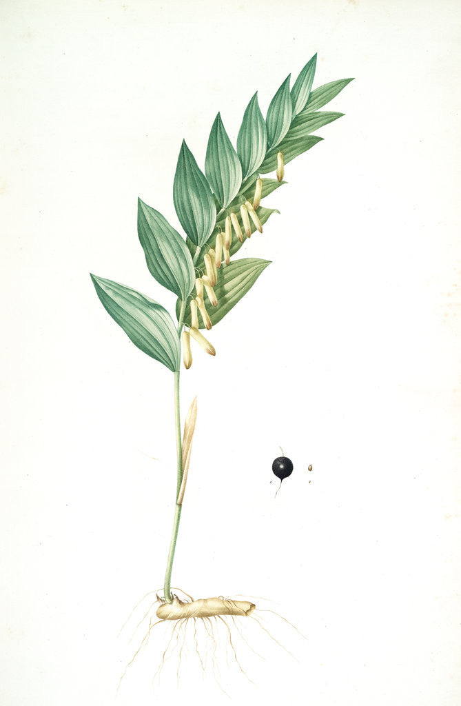 Detail of Polygonatum vulgare, Polygonatum officinale; Polygonatum sceau de Salomon, Common Solomon's Seal by Pierre Joseph Redouté