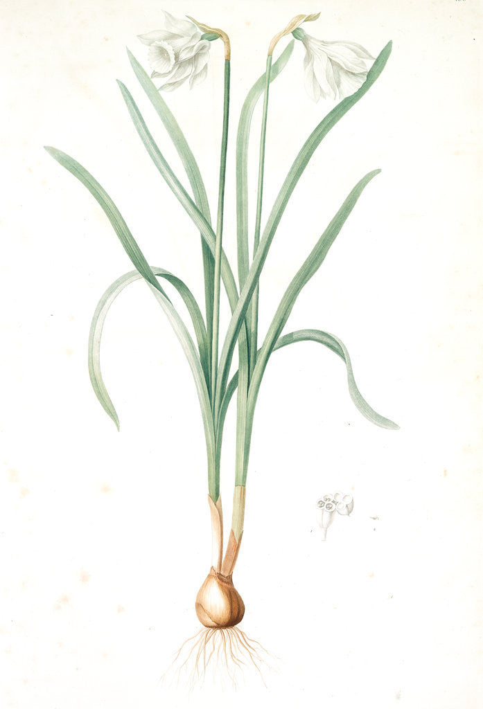 Detail of Narcissus candidissimus, Narcissus Pseudo-Narcissus var. moschatus; Narcisse blanc; Common or Trumpet Daffodil by Pierre Joseph Redouté