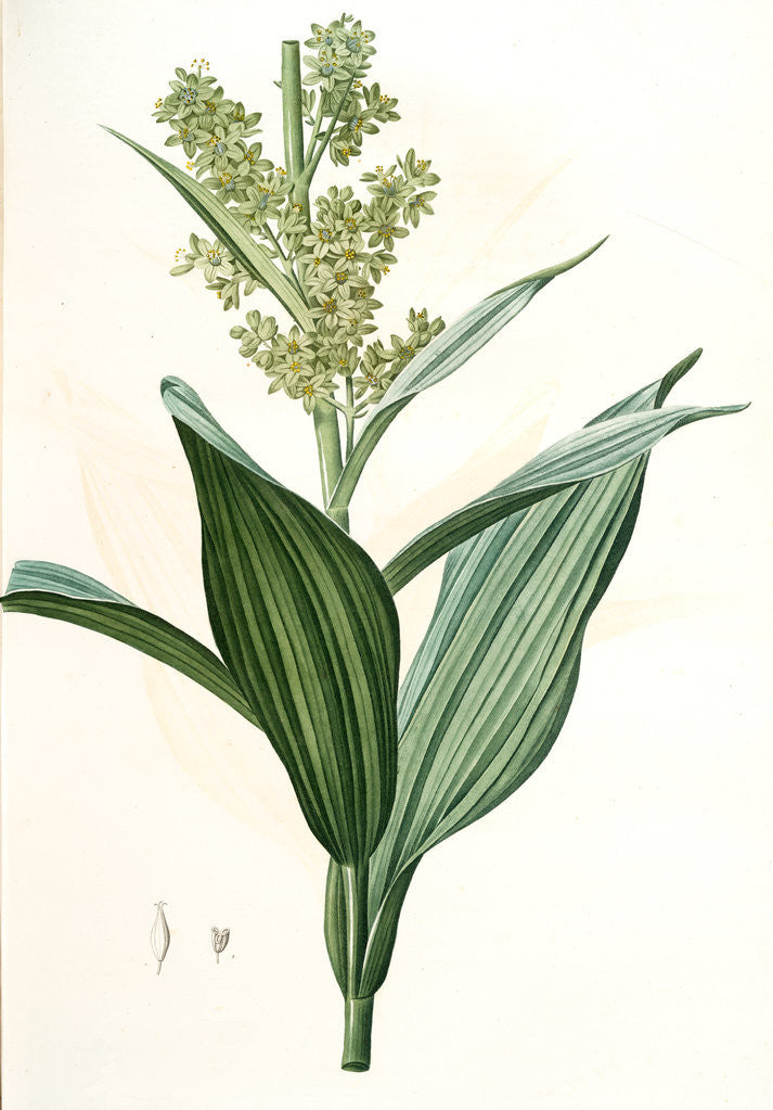 Detail of Veratrum album, Vératre blanc; False Hellebore by Pierre Joseph Redouté