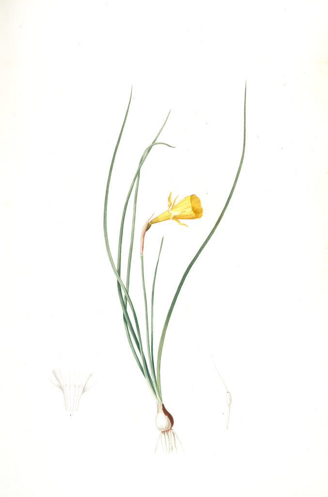 Detail of Narcissus Bulbocodium, Narcissus bulbocode; Hoop Petticoat Daffodil by Pierre Joseph Redouté