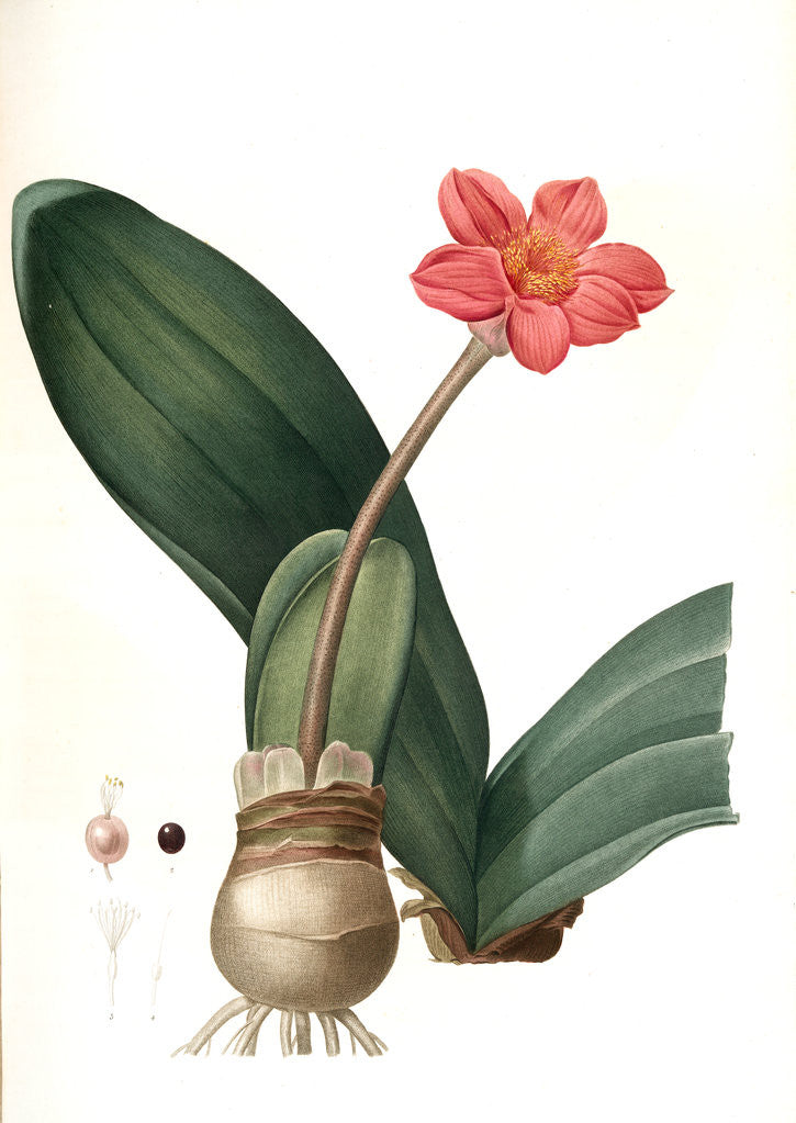 Detail of Haemanthus coccineus, Hémanthe écarlate; Blood Lily, Paint Brush; April Fool by Pierre Joseph Redouté
