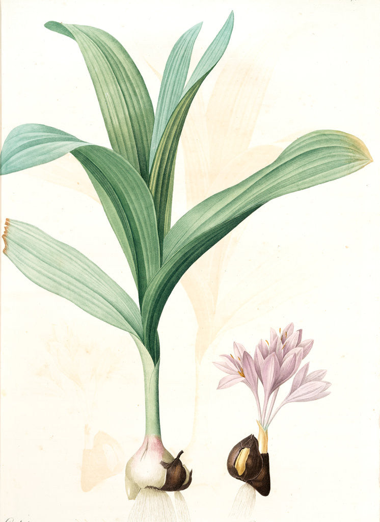 Detail of Colchicum autumnale var.latifolium, Colchique d'automne var. à larges feuilles, Meadow saffron by Pierre Joseph Redouté