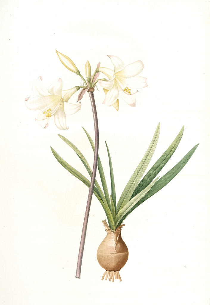 Detail of Amaryllis pallida, Amaryllis Belladonna var. pallida by Pierre Joseph Redouté