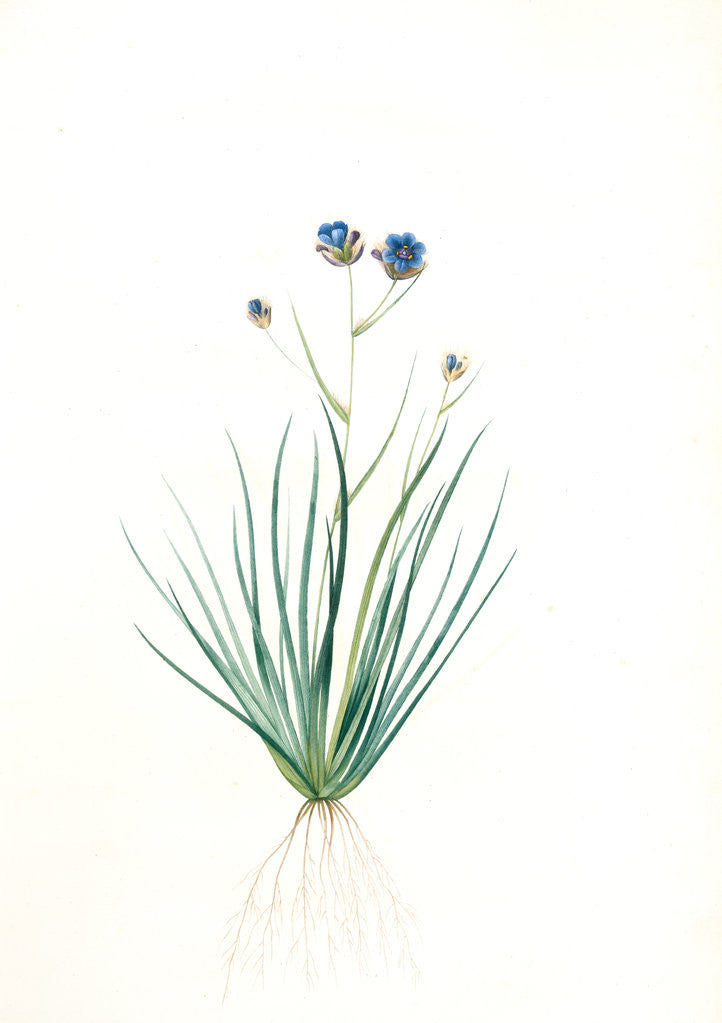 Detail of Aristea cyanea, Aristea bleu, Grass-leaved Aristea by Pierre Joseph Redouté