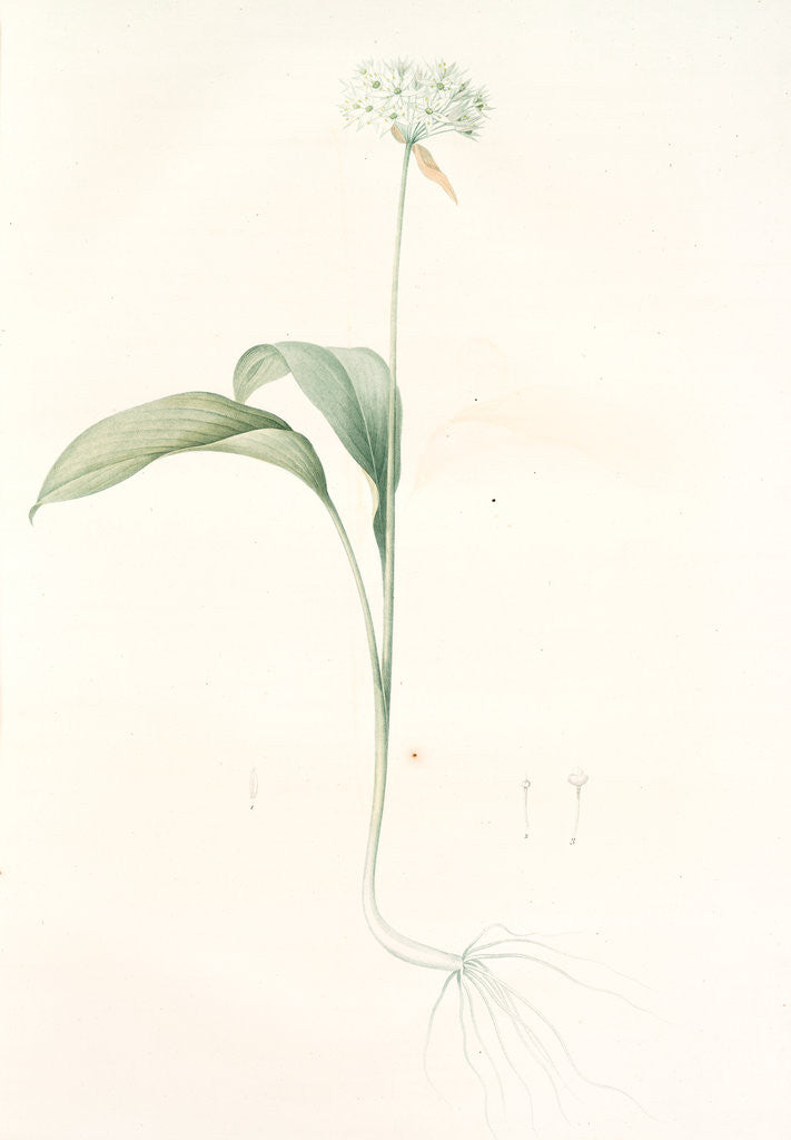 Detail of Allium ursinum, Ail des ours, Bear's Garlic; Wild Garlic by Pierre Joseph Redouté