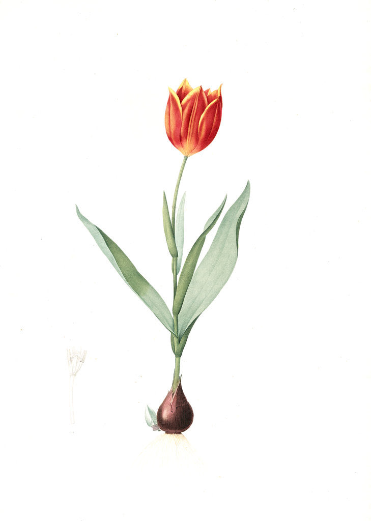 Detail of Tulipa suaveolens, Tulipe odorange; Duc van Thol Tulip by Pierre Joseph Redouté