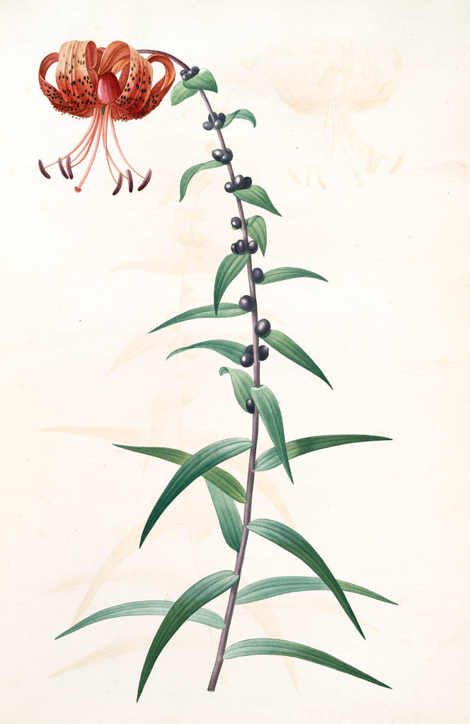 Detail of Lilium tigrinum by Pierre Joseph Redouté