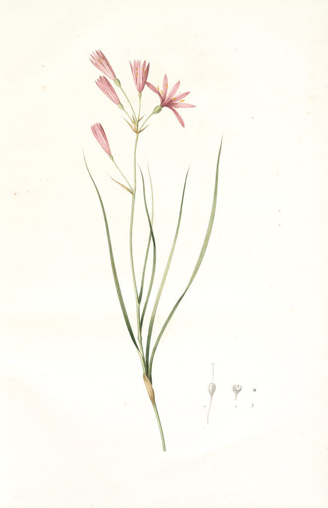 Detail of Amaryllis montana, Ixiolirion montanum by Pierre Joseph Redouté