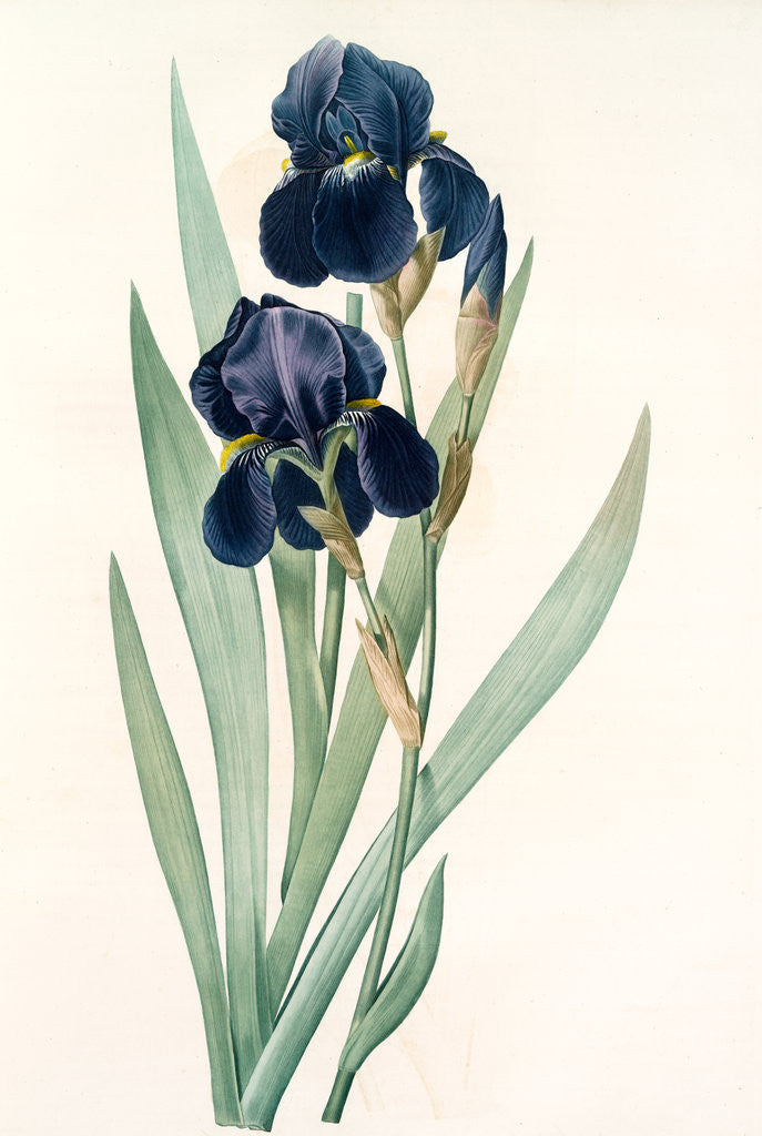 Detail of Iris germanica, Iris germanique; German flag by Pierre Joseph Redouté