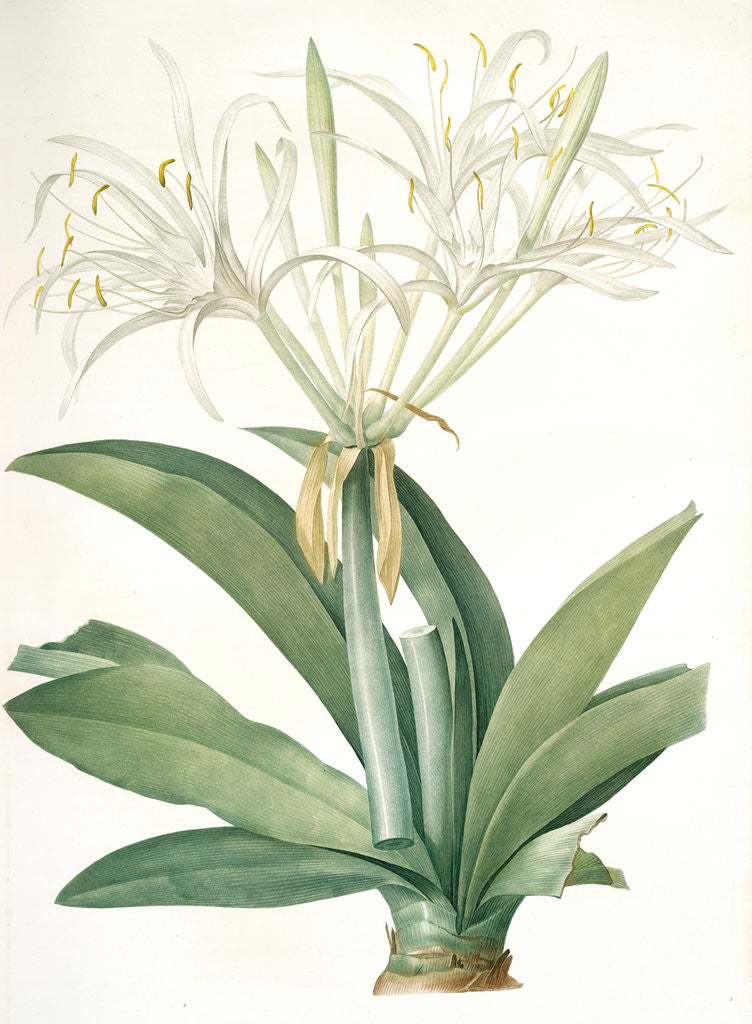 Detail of Pancratium speciosum, Hymenocallis speciosia; Pancrace à belles fleurs, Spider lily by Pierre Joseph Redouté