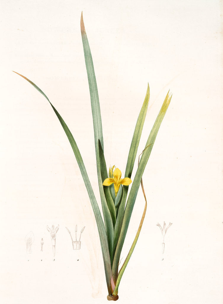 Detail of Iris curtopetala, Iris Pseudacorus; Iris à pétales bossus, yellow flag, pale yellow iris, water flag by Pierre Joseph Redouté
